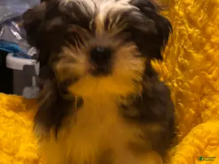 Shorkie dogs Shorkie Puppy 1 - Ad 20