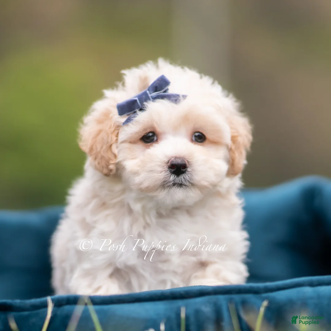 Maltipoo dogs for sale: Dottie - Ad 2
