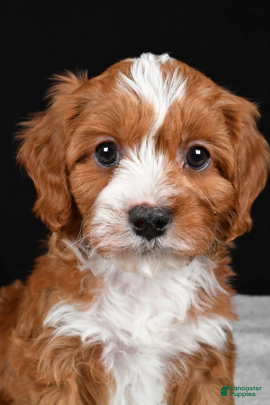 Cavapoo dogs for sale: Kevin - Ad 5