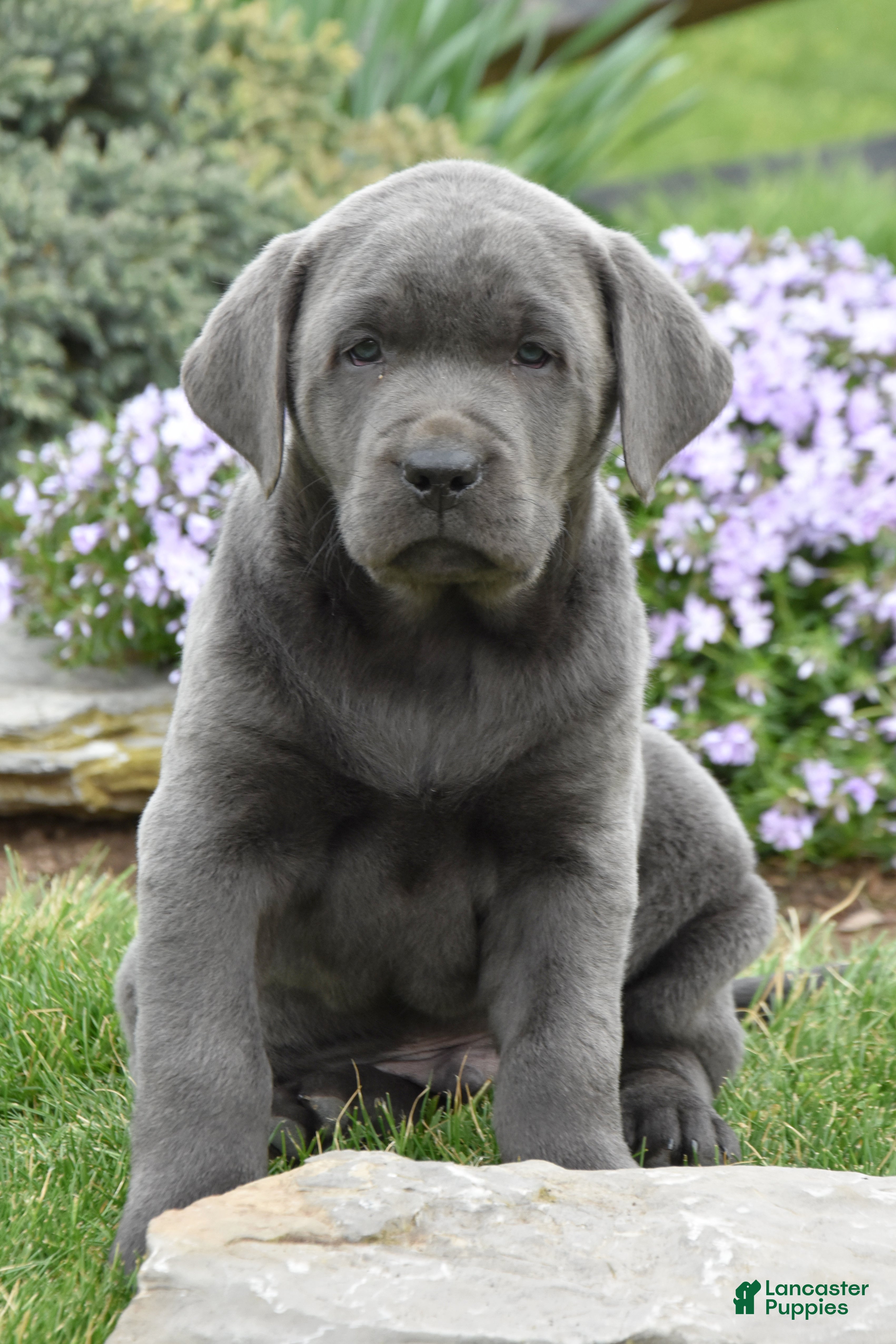 Labrador Retriever dogs for sale: Matt - Ad 3
