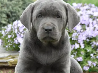 Labrador Retriever dogs for sale: Matt - Ad 3