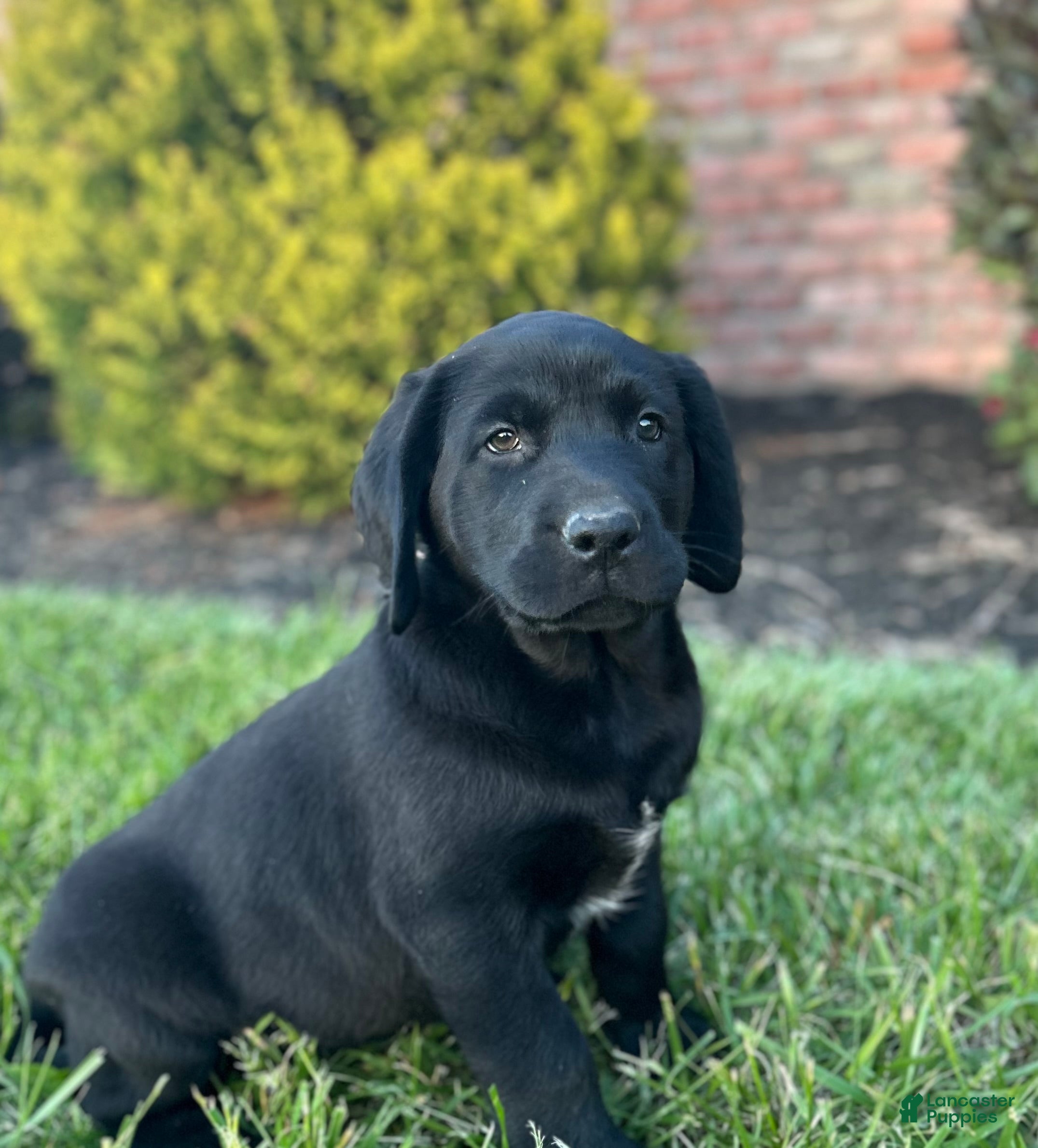 Labrador Retriever dogs Trixie - Ad 30