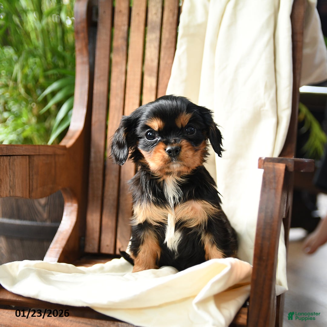 Cavalier King Charles Spaniel dogs for sale: Belle - Ad 4