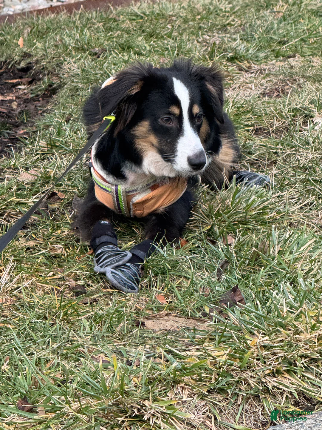 Mixed Breed dogs for sale: Mini Australian Shepherd  - Ad 2