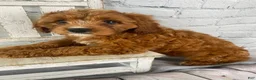 Cavapoo dogs for sale: Lucy - Ad 3