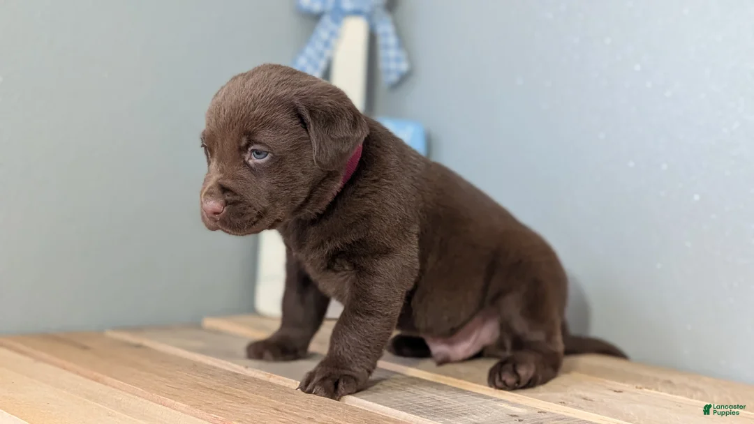 Labrador Retriever dogs for sale: Weston - Ad 5