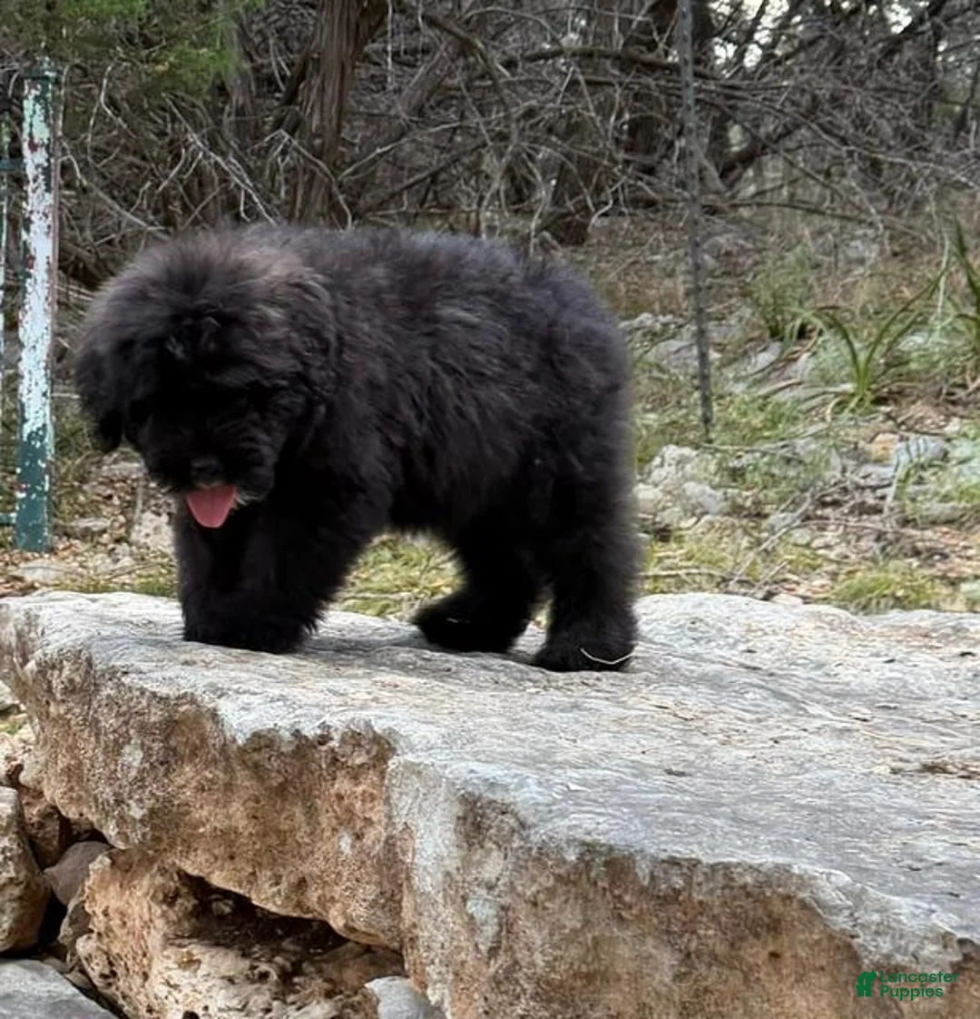 Bouvier Des Flandres dogs for sale: Ms Pink - Ad 2