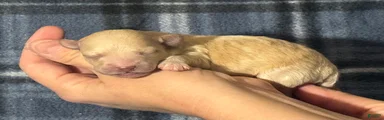 Benji