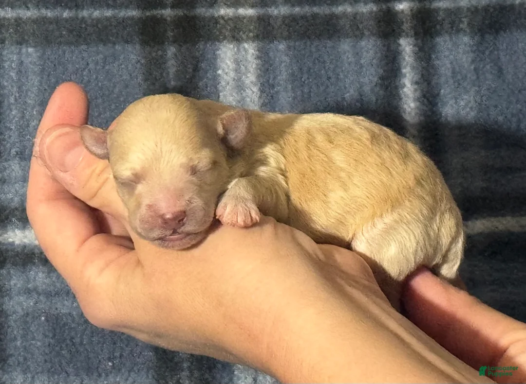 Maltipoo dogs for sale: Benji - Ad 1