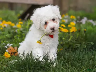 Bichpoo dogs for sale: Benji - Ad 3