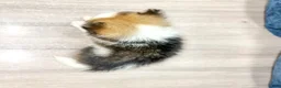 Pomeranian dogs for sale: Chloe - Ad 4