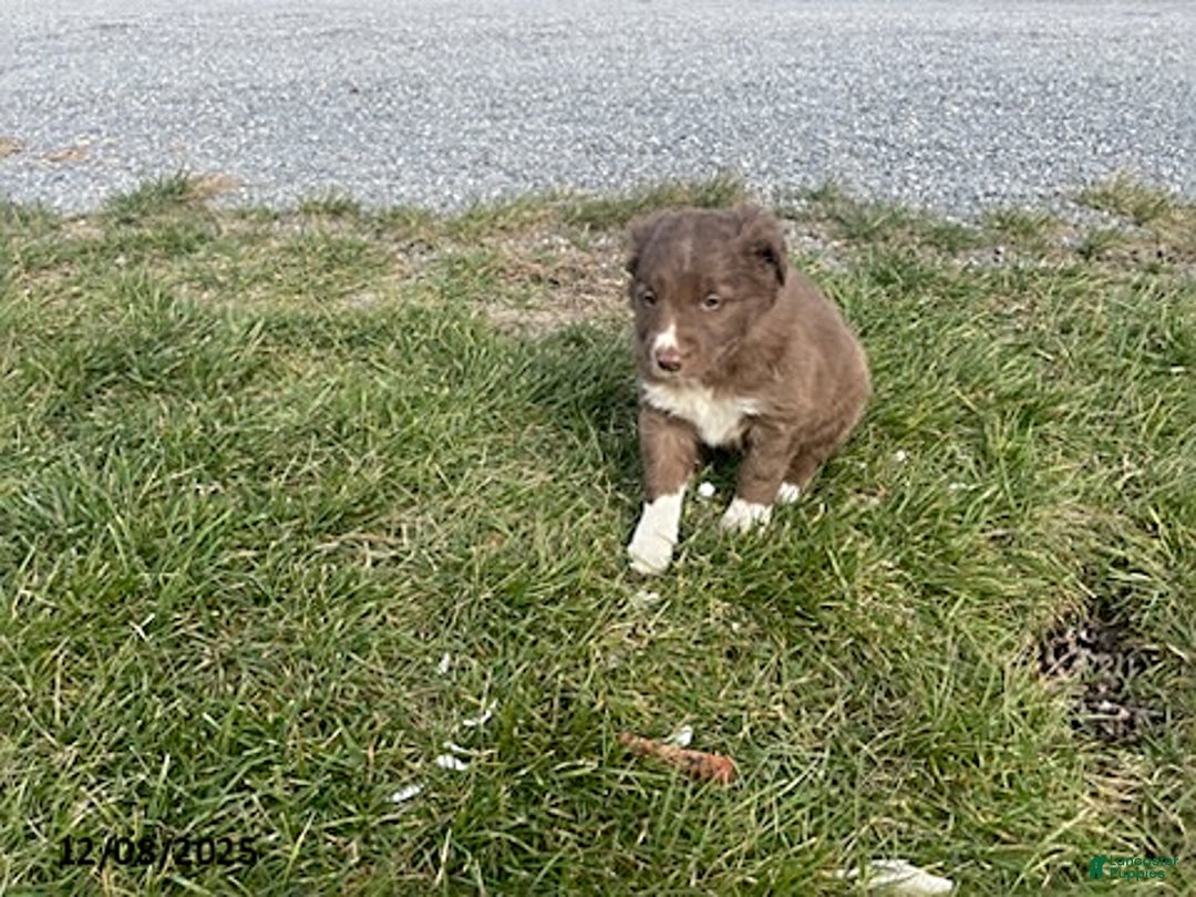 Border Collie dogs for sale: Lulu - Ad 3