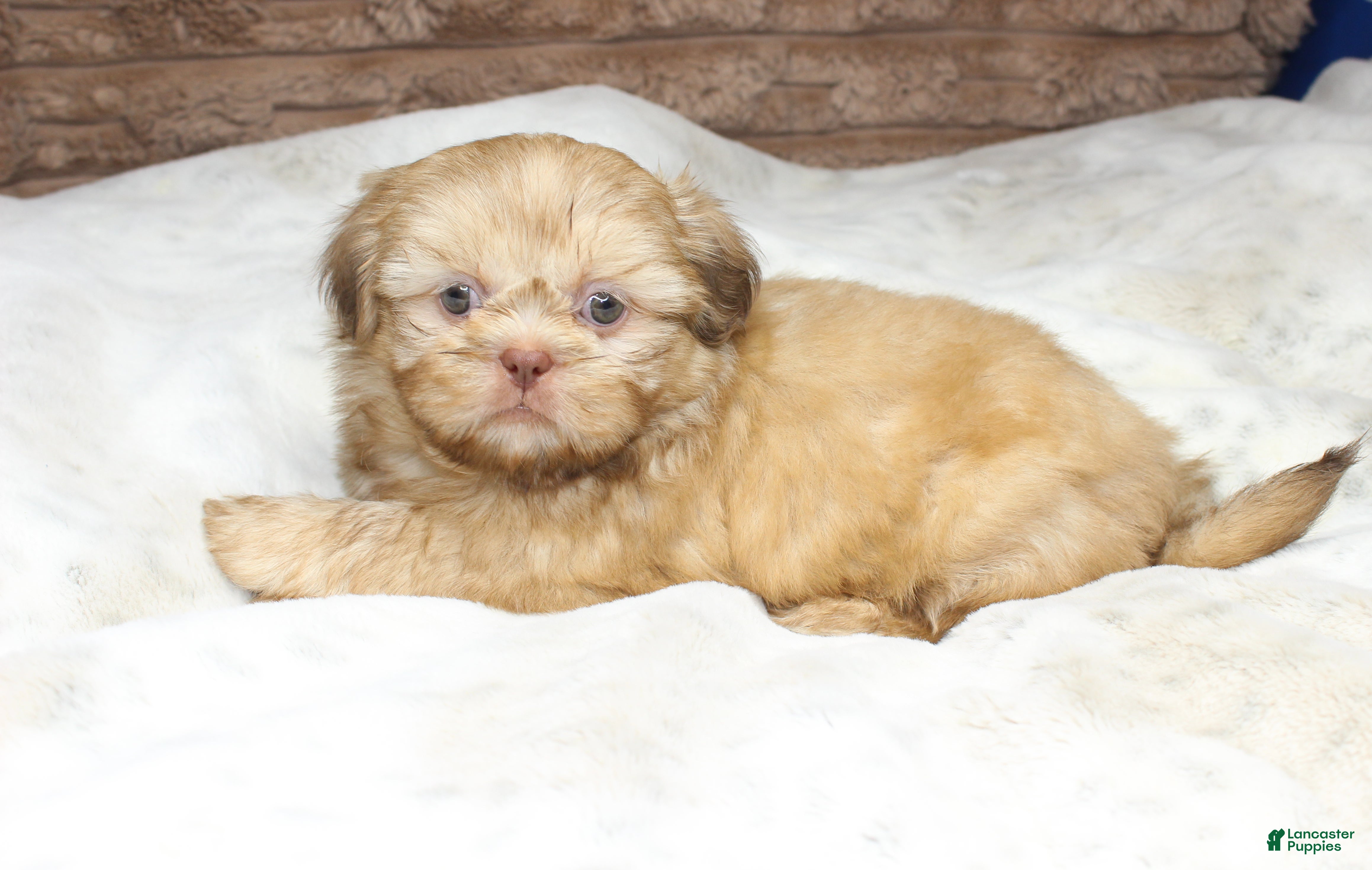 Shih Tzu dogs for sale: Maggie - Ad 3