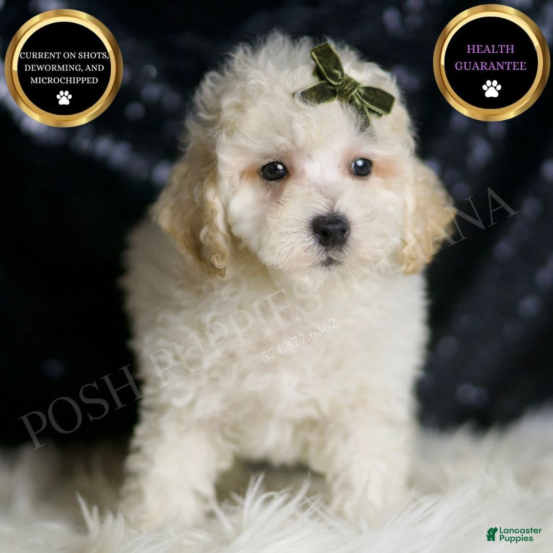 Maltipoo dogs Liam - Ad 1