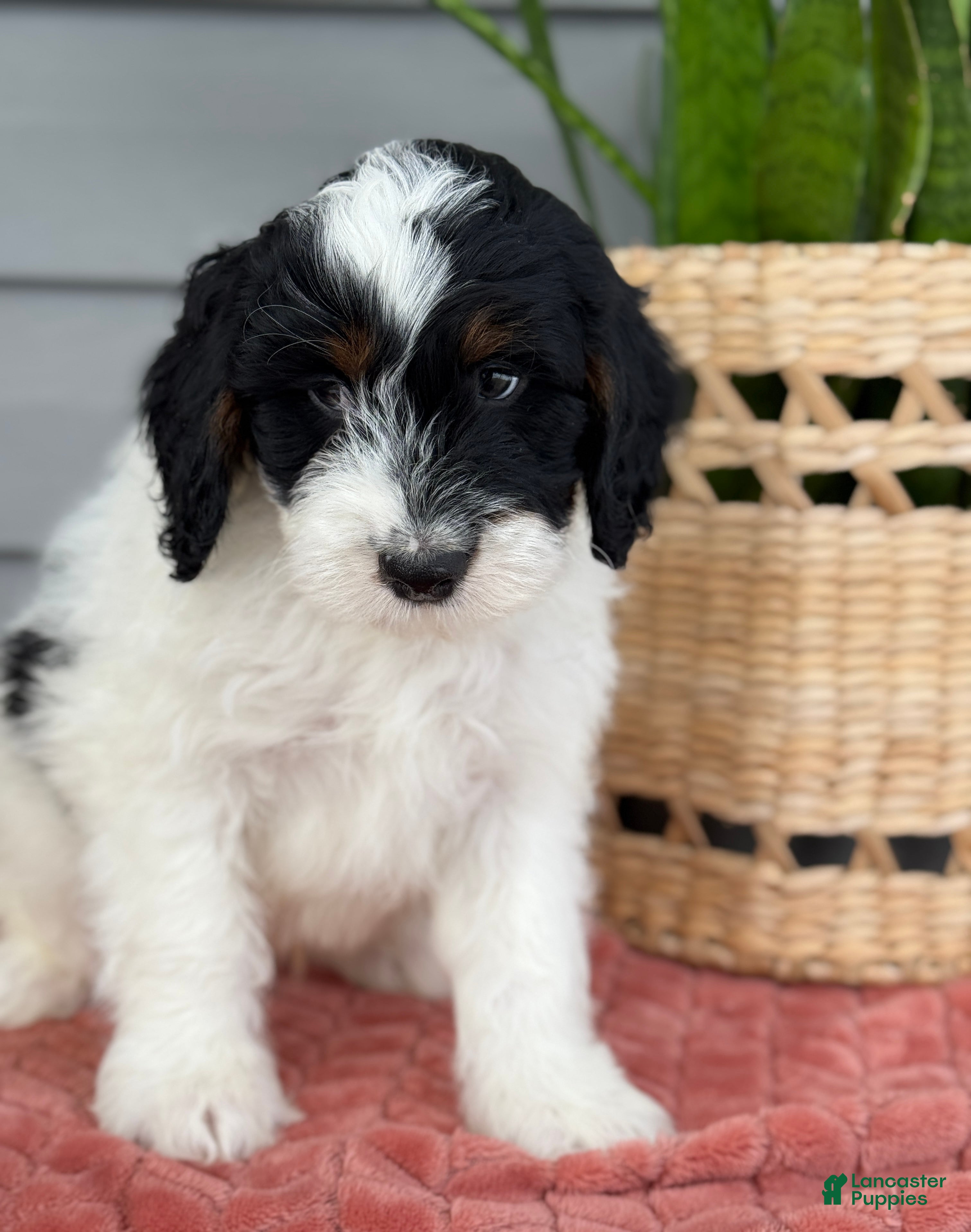 Mini Bernedoodle dogs Forrest - Ad 39