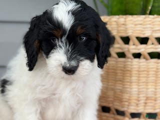 Mini Bernedoodle dogs Forrest - Ad 24