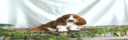 Basset Hound dogs for sale: Sophia - Ad 2
