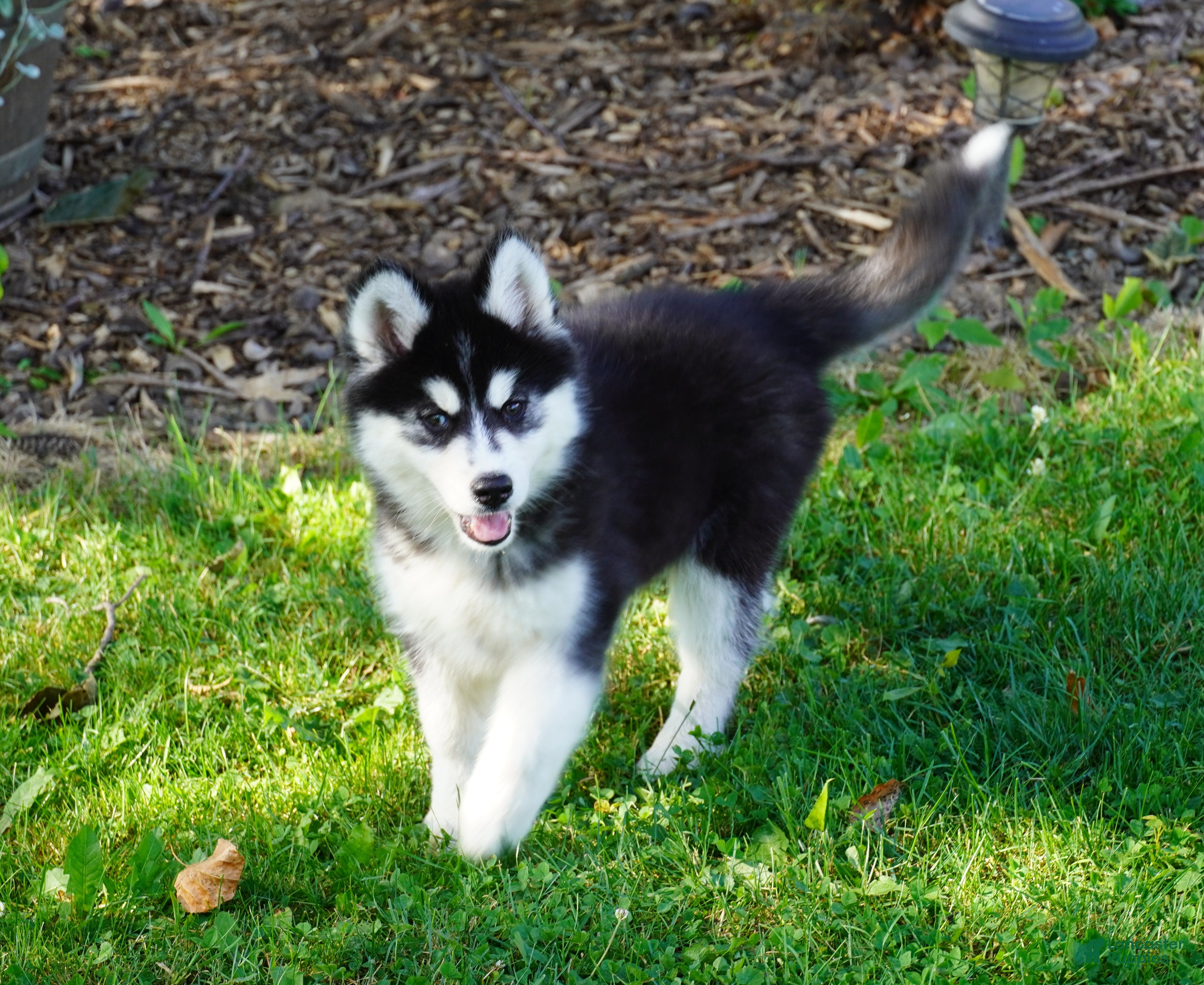 Siberian Husky dogs Tasha - Ad 1