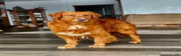 Golden Retriever dogs for sale: Rowdy - Ad 9