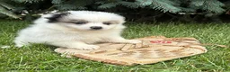 Pomeranian dogs for sale: Pebbles - Ad 3