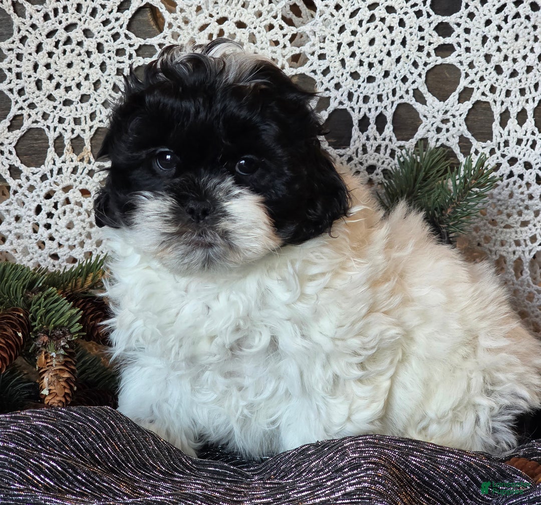 Shihpoo dogs for sale: Jorge - Ad 5