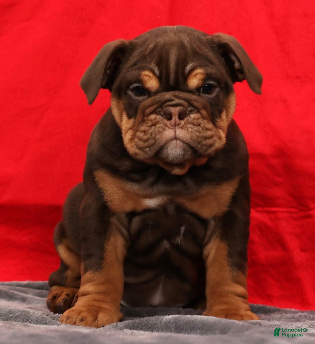 English Bulldog dogs for sale: Kimberly - Ad 3