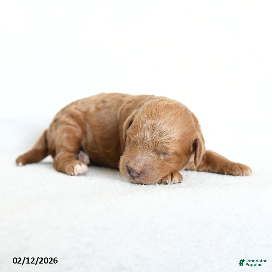 Cavapoo dogs Bo  - Ad 2