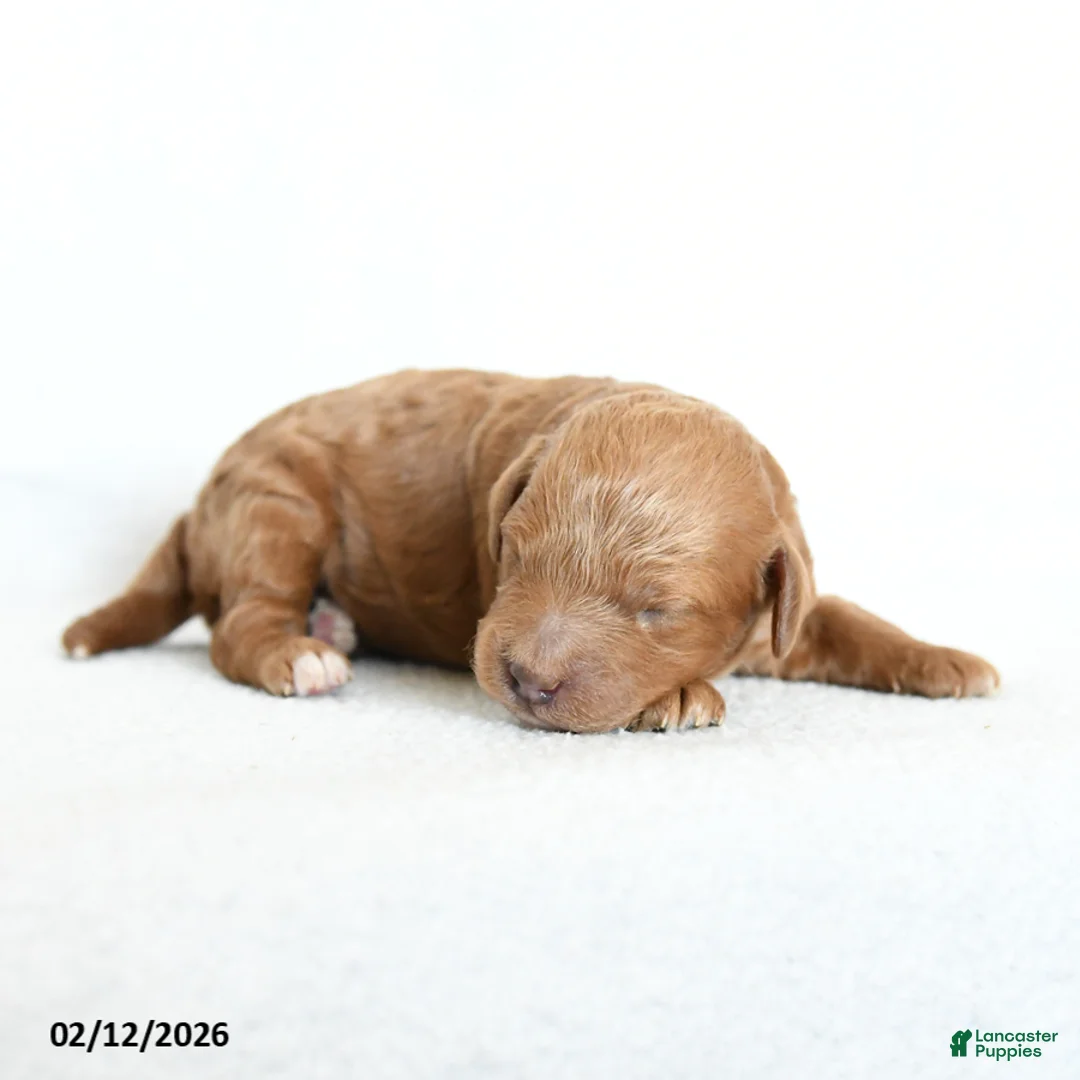 Cavapoo dogs for sale: Bo  - Ad 2