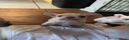 French Bulldog dogs for sale: George  - Ad 1