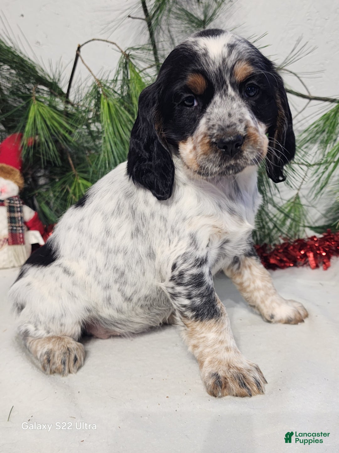 English Springer Spaniel dogs for sale: Missy - Ad 2