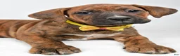 Boxer dogs for sale: Rusty Boxer mix - Ad 5