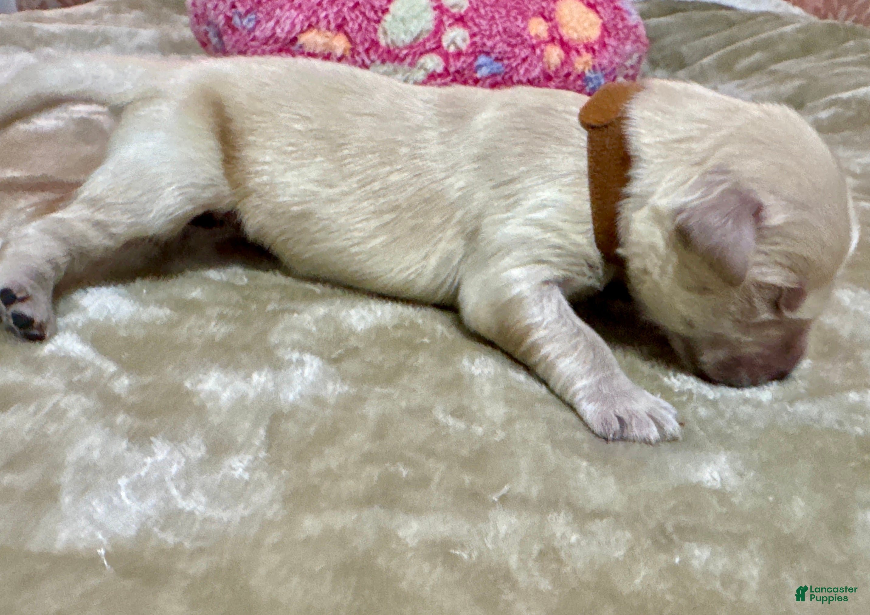 Golden Retriever dogs Golden Retriever Puppy 2 - Ad 11