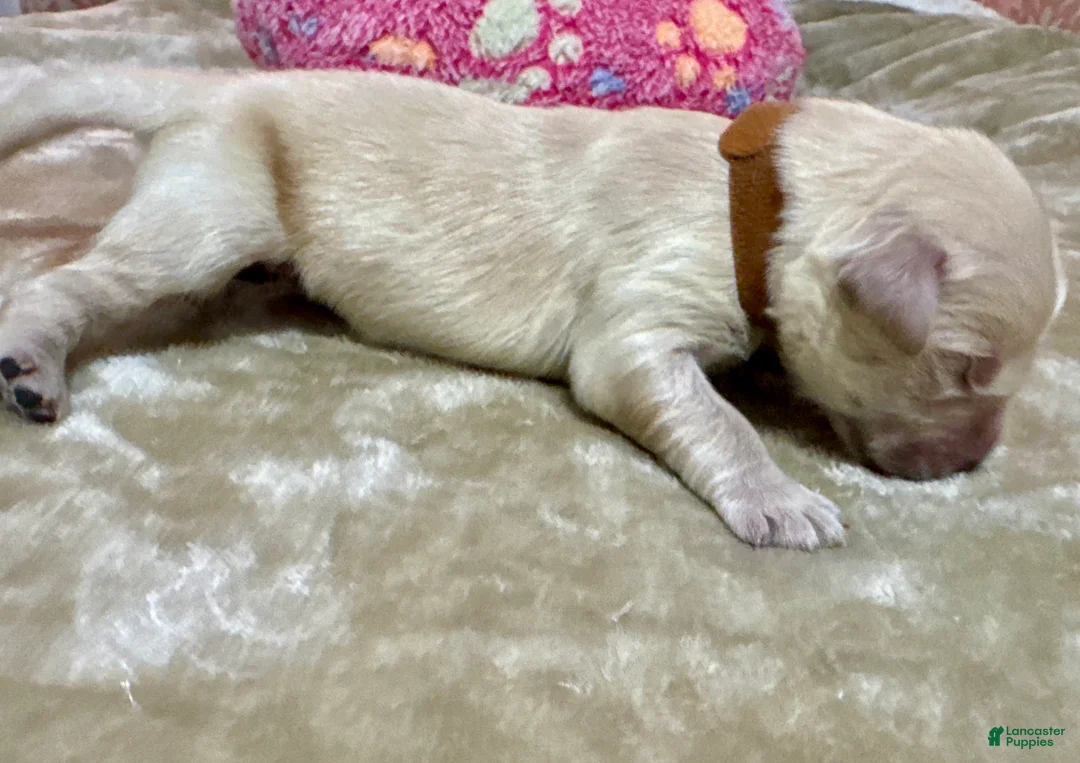 Golden Retriever dogs for sale: Golden Retriever Puppy 2 - Ad 1