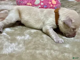 Golden Retriever dogs Golden Retriever Puppy 2 - Ad 11