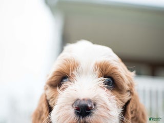 Cavapoo dogs - Ad 23