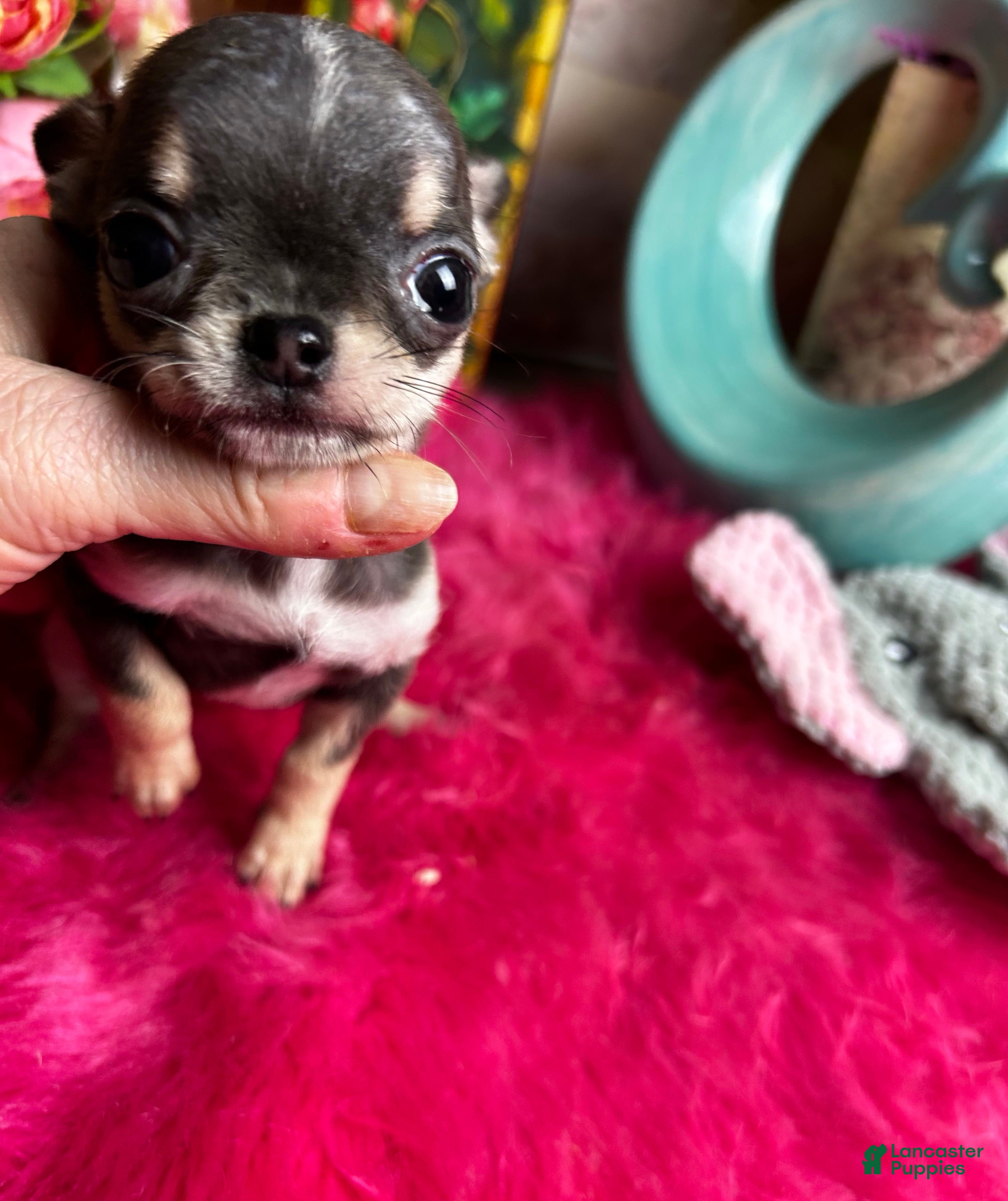Chihuahua dogs Tiny VIOLET  - Ad 2
