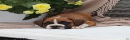 Boxer dogs for sale: Quincy - Ad 4