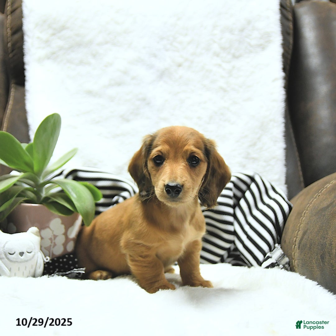 Miniature Dachshund dogs for sale: Asher - Ad 13