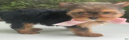 Biewer Terrier dogs for sale: Inka - Ad 4