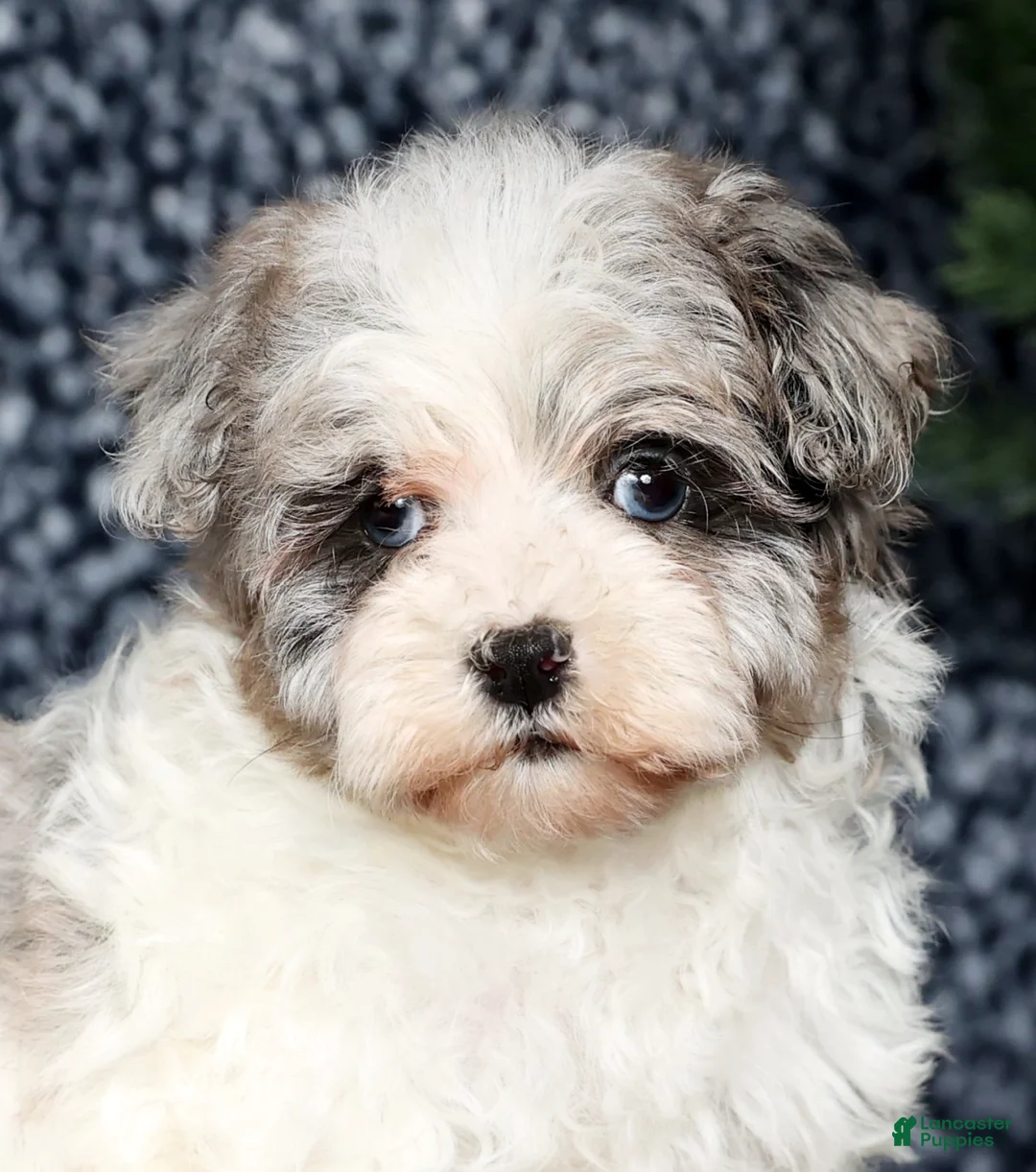 Havapoo dogs for sale: James - Ad 8