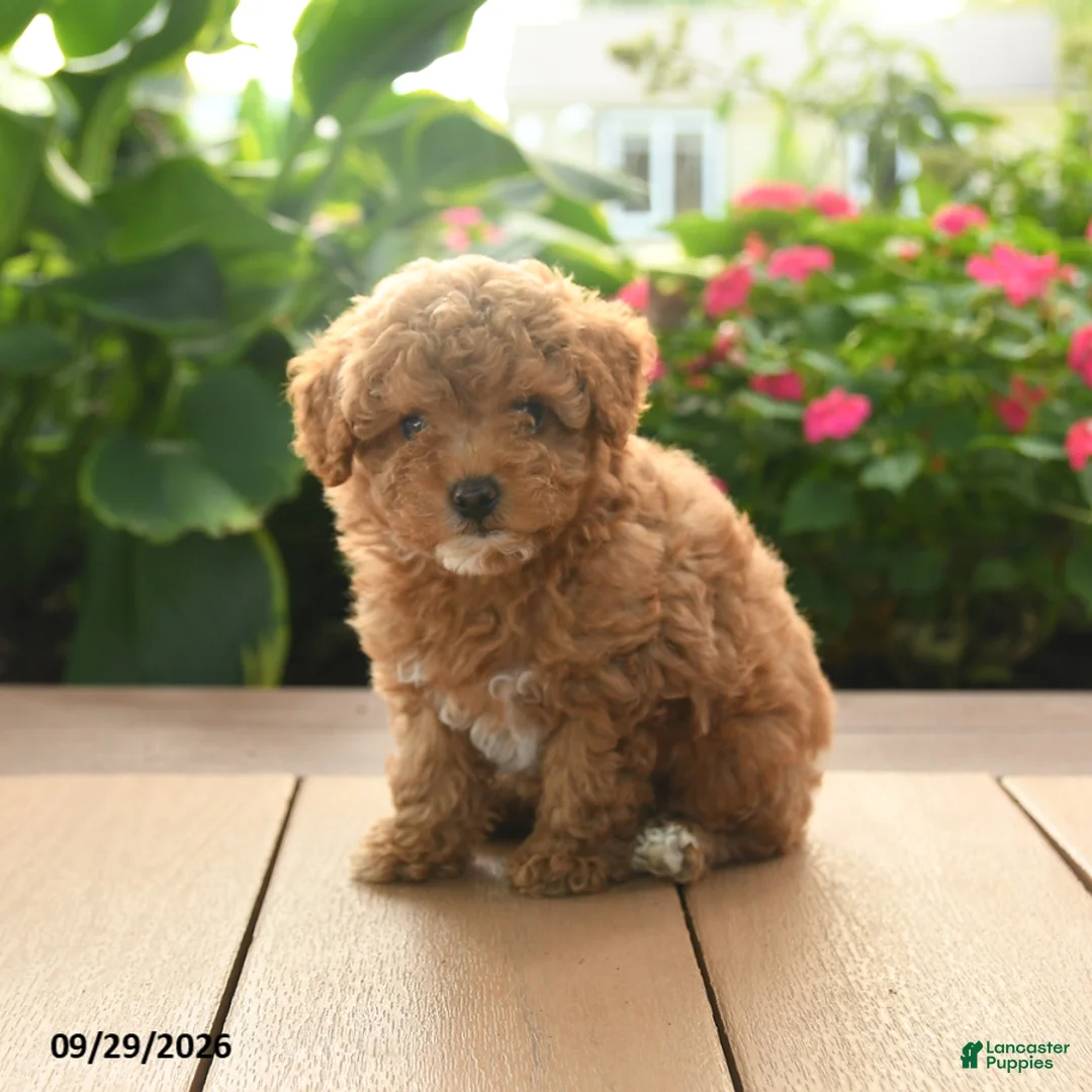 Toy Poodle dogs for sale: Remy - Ad 2