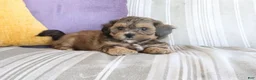 Shihpoo dogs for sale: Sammy - Ad 3