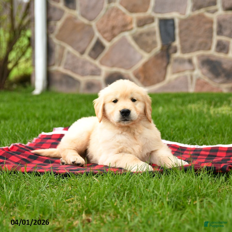 Golden Retriever dogs Ronny - Ad 1