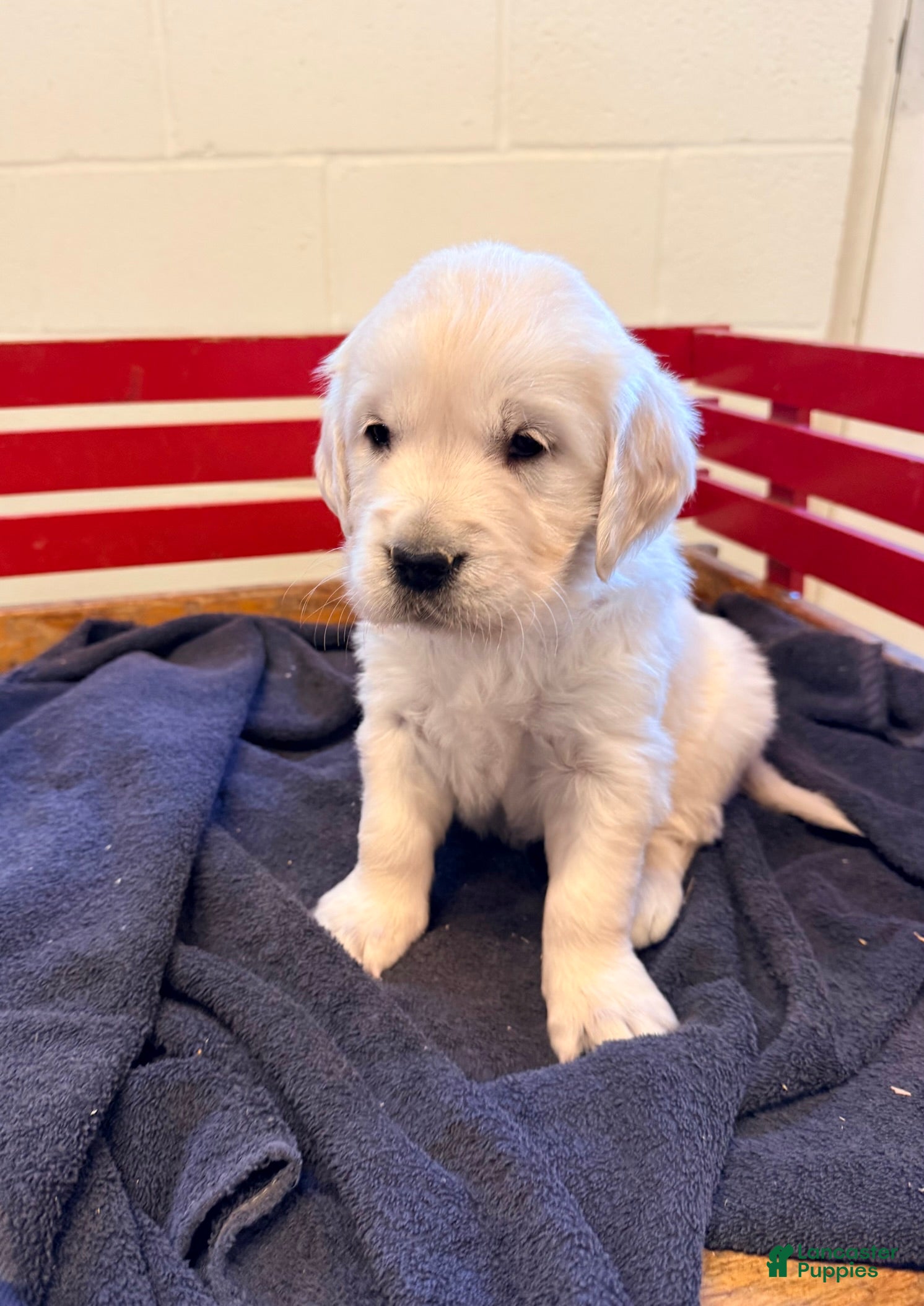 Golden Retriever dogs Hazel - Ad 1