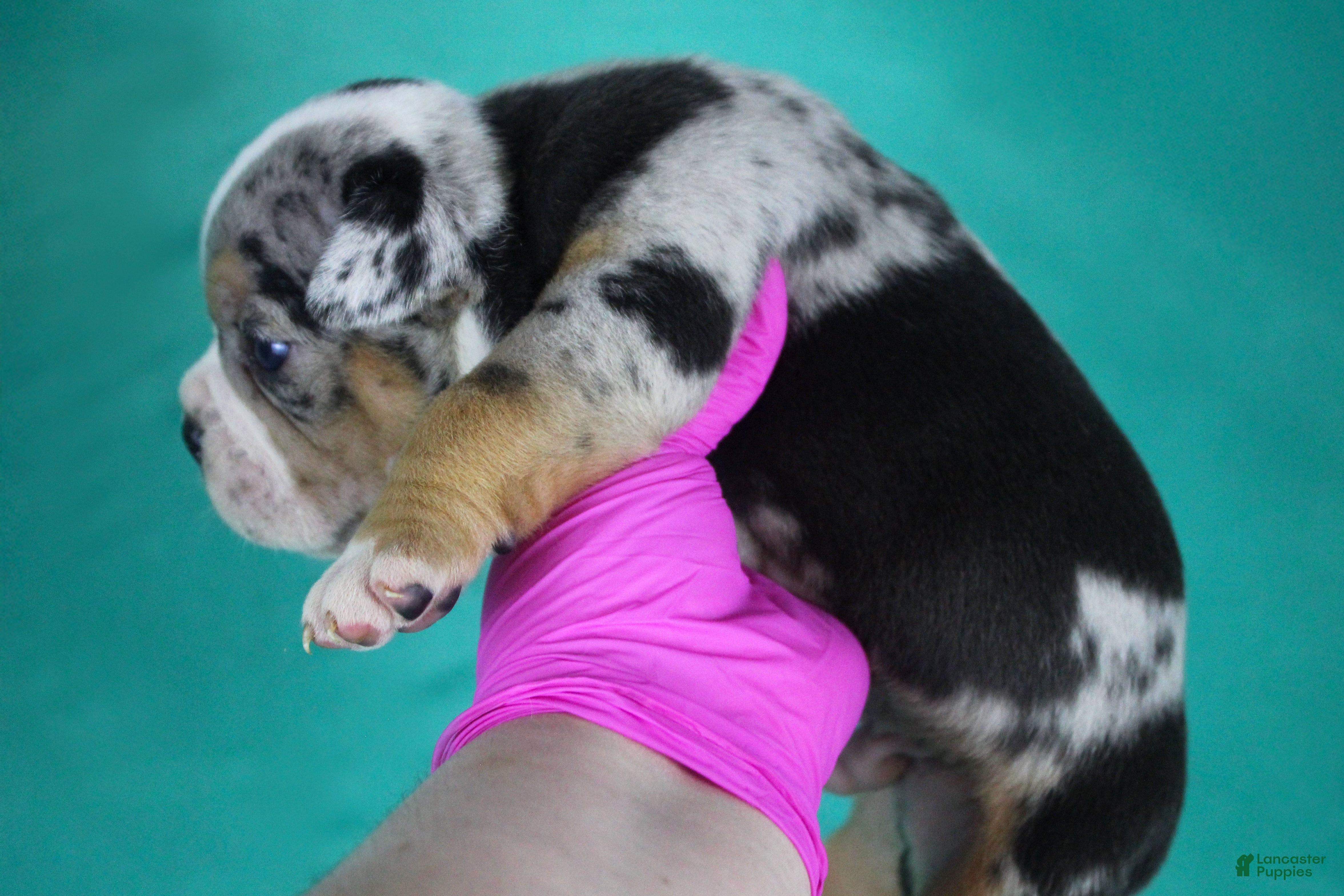 American Bully dogs Black Tri Merle Male - Ad 1