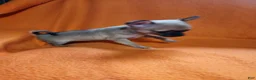 Chihuahua dogs for sale: Chihuahua 3 - Ad 9
