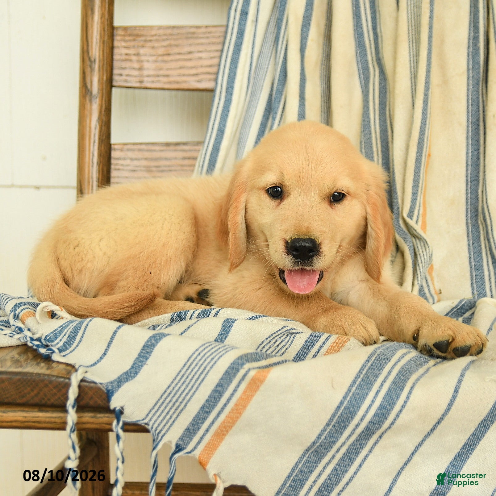 Golden Retriever dogs Justus - Ad 2