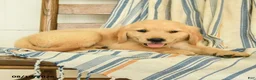 Golden Retriever dogs for sale: Justus - Ad 2