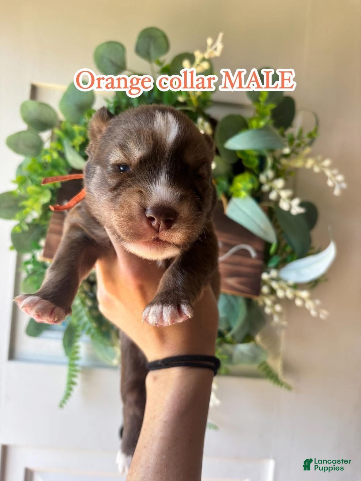 Siberian Husky dogs Orange collar male - Ad 29
