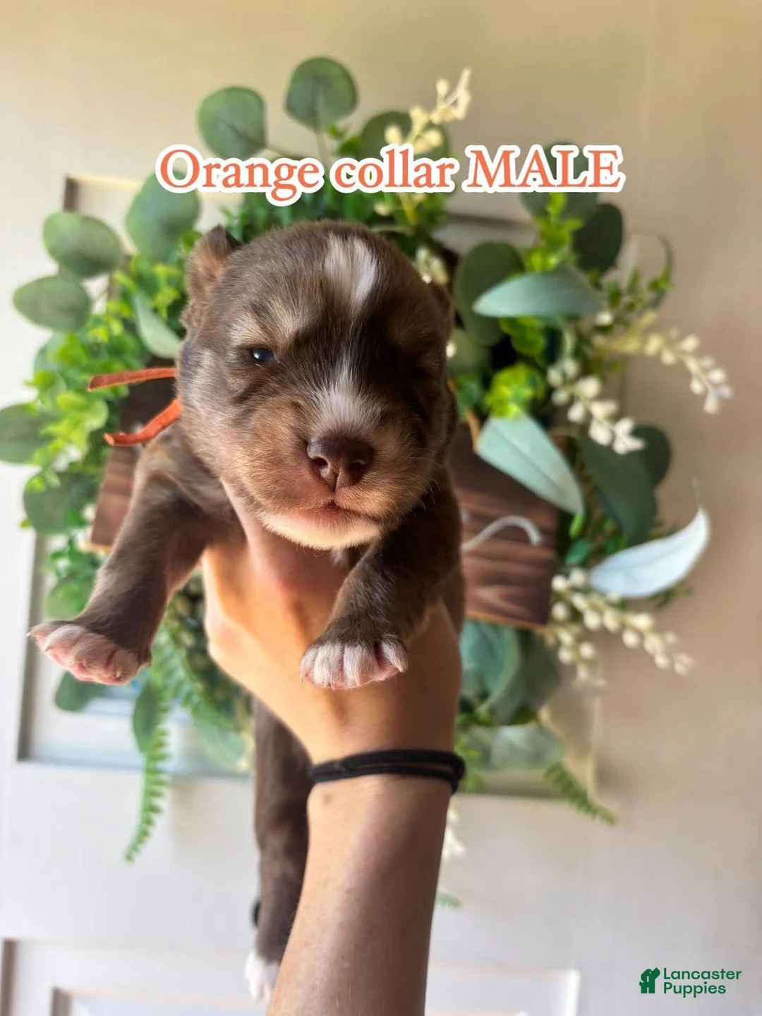 Siberian Husky dogs for sale: Orange collar male - Ad 1